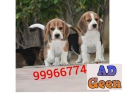 used Show quality Beagle Pup Available for sale 
